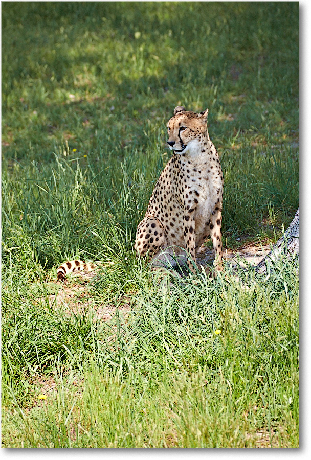 Cheetah-RichmondZoo-2014May_2DXA0041 copy