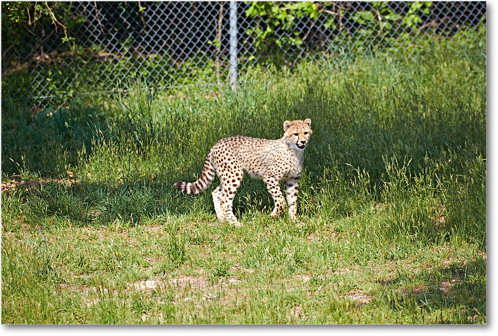 Cheetah-RichmondZoo-2014May_2DXA0046 copy