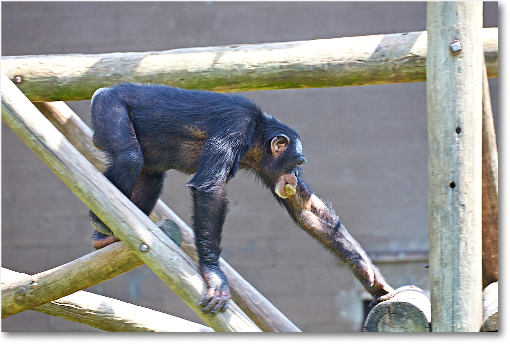 Chimpanzee-RichmondZoo-2014May_2DXA0076 copy