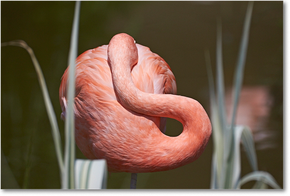 FlamingoPink-RichmondZoo-2014May_2DXA0154 copy