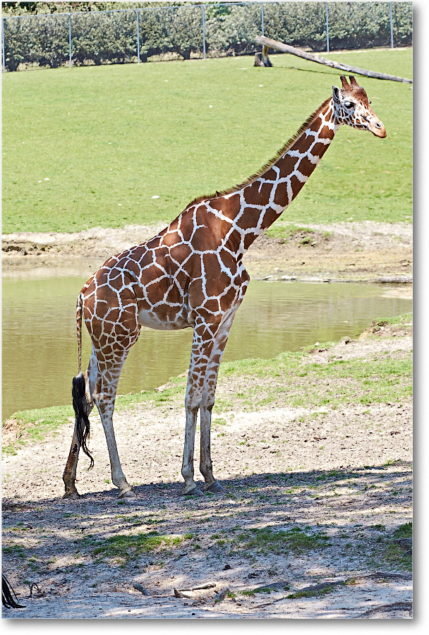 Giraffe-RichmondZoo-2014May_2DXA0277 copy
