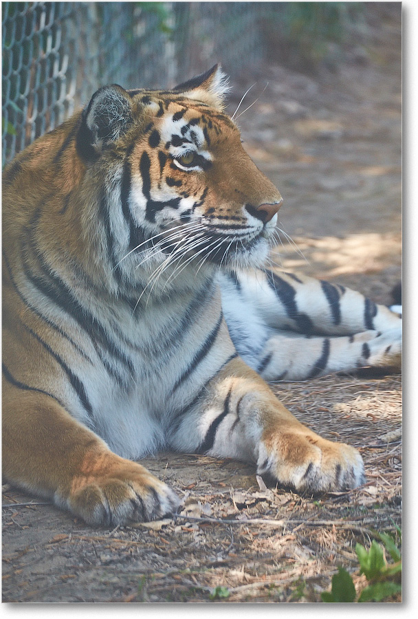 Tiger-RichmondZoo-2014May_2DXA0102 copy