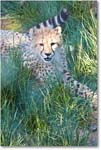 Cheetah-RichmondZoo-2014May_2DXA0009 copy