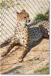 Cheetah-RichmondZoo-2014May_2DXA0011 copy