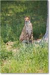 Cheetah-RichmondZoo-2014May_2DXA0038 copy