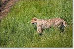 Cheetah-RichmondZoo-2014May_2DXA0050 copy