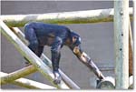 Chimpanzee-RichmondZoo-2014May_2DXA0076 copy
