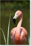FlamingoPink-RichmondZoo-2014May_2DXA0152 copy