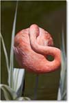 FlamingoPink-RichmondZoo-2014May_2DXA0153 copy
