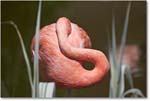 FlamingoPink-RichmondZoo-2014May_2DXA0154 copy