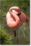 FlamingoPink-RichmondZoo-2014May_2DXA0155 copy