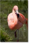 FlamingoPink-RichmondZoo-2014May_2DXA0156 copy