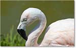 FlamingoPink-RichmondZoo-2014May_2DXA0282 copy