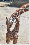 Giraffe-RichmondZoo-2014May_2DXA0242 copy