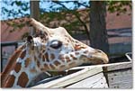 Giraffe-RichmondZoo-2014May_2DXA0256 copy