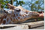 Giraffe-RichmondZoo-2014May_2DXA0260 copy