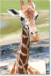 Giraffe-RichmondZoo-2014May_2DXA0280 copy
