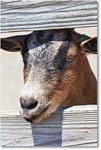 GoatPygmy-RichmondZoo-2014May_2DXA0236 copy