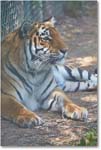 Tiger-RichmondZoo-2014May_2DXA0102 copy
