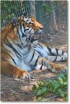 Tiger-RichmondZoo-2014May_2DXA0107 copy