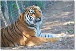 Tiger-RichmondZoo-2014May_2DXA0123 copy
