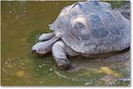 TurtleGalapagos-RichmondZoo-2014May_2DXA0061 copy