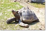 TurtleGalapagos-RichmondZoo-2014May_2DXA0069 copy