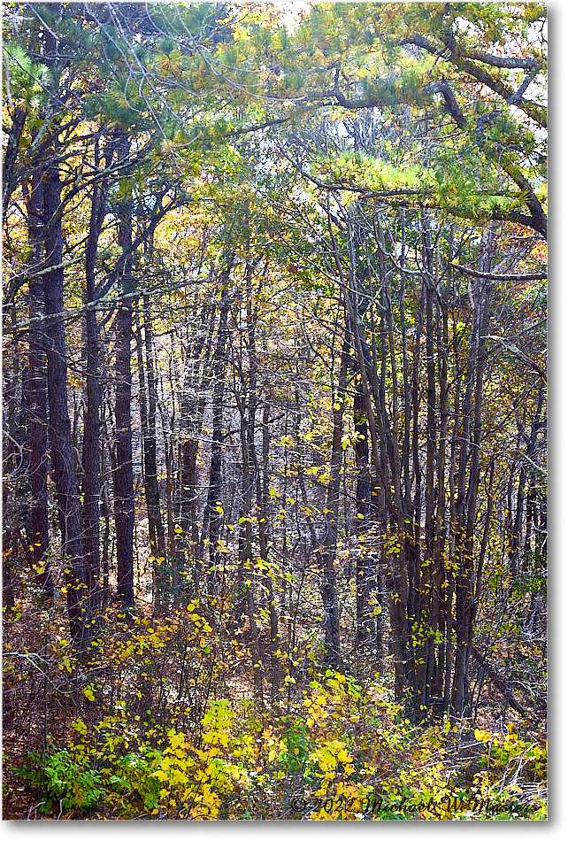 JeremysRunOverlook_SkylineDrive_2022Oct_R5A19583