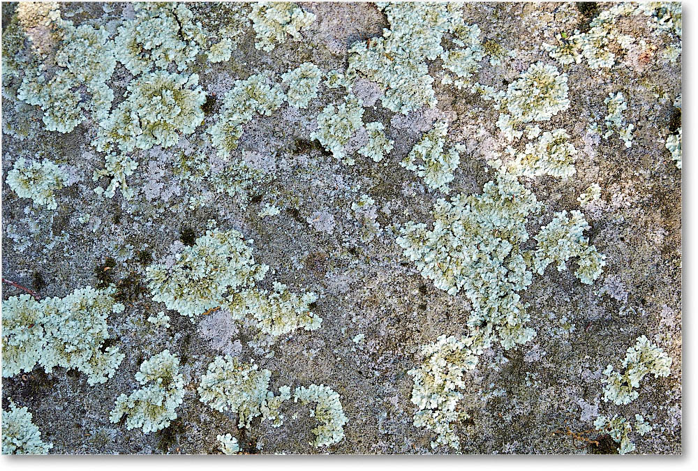 RockLichens_SkylineDrive_2015May_2DXA6335