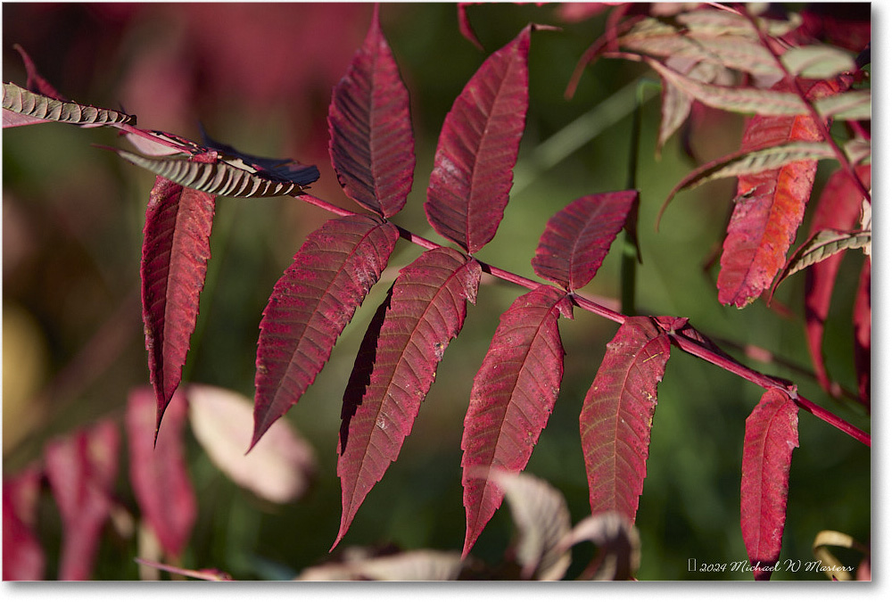 SwiftRunLeaves_SkylineDrive_2024Oct_R5C01182