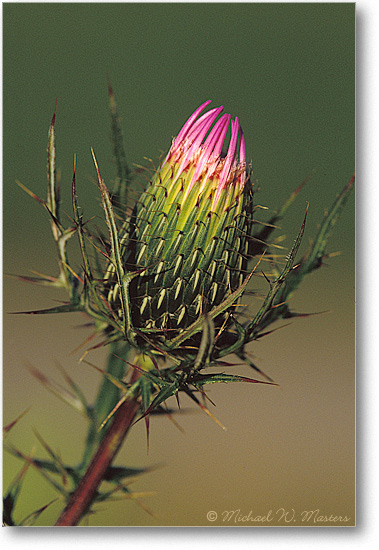 Bull-Thistle-Closed-02V-V1-Sep05