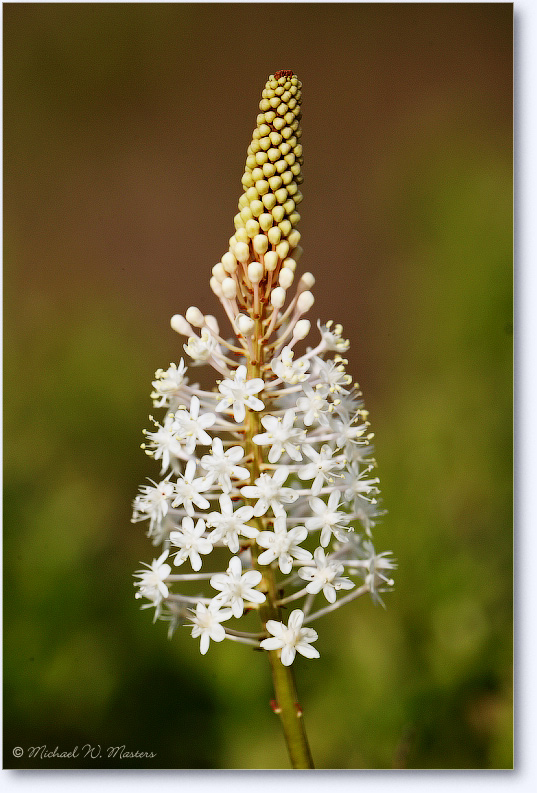 White-Flower-Stalk-E0K1152