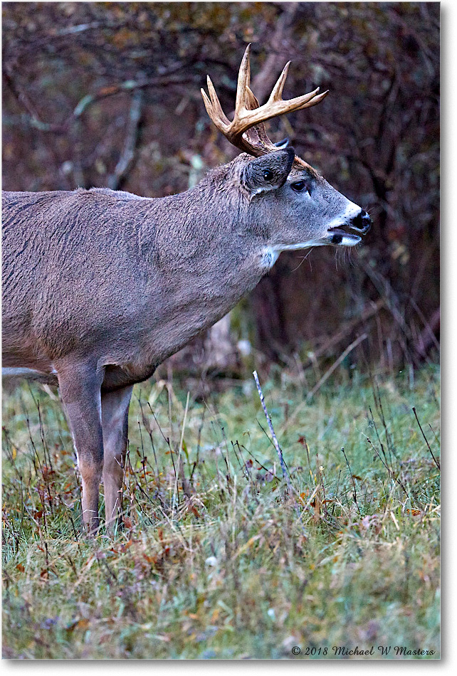 Deer10-PointtBuck_SkylineDrive_2018Nov_3DXA1924 copy