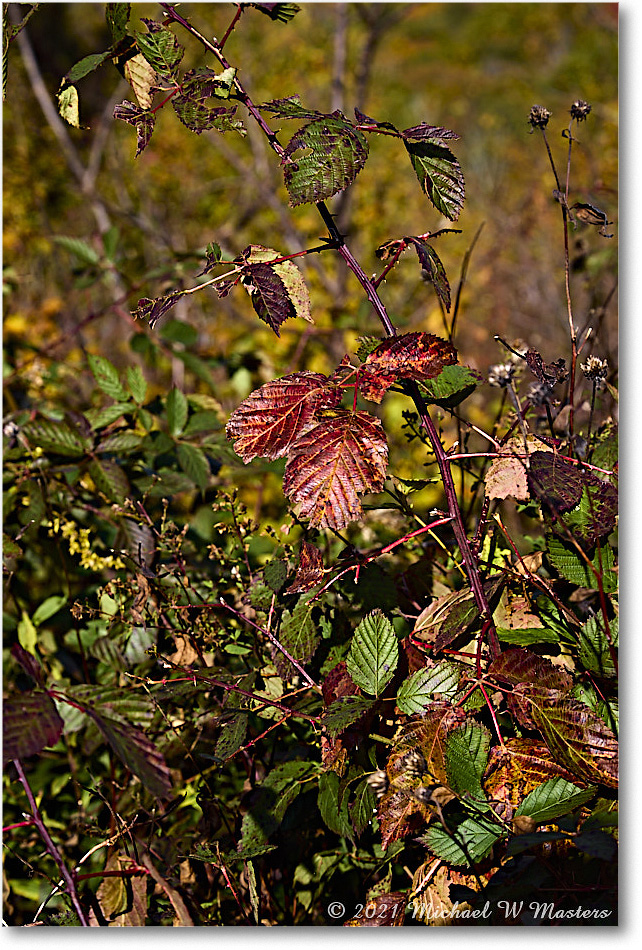 055-ThePointOverlook_SkylineDrive_2021Oct_R5B05870 copy
