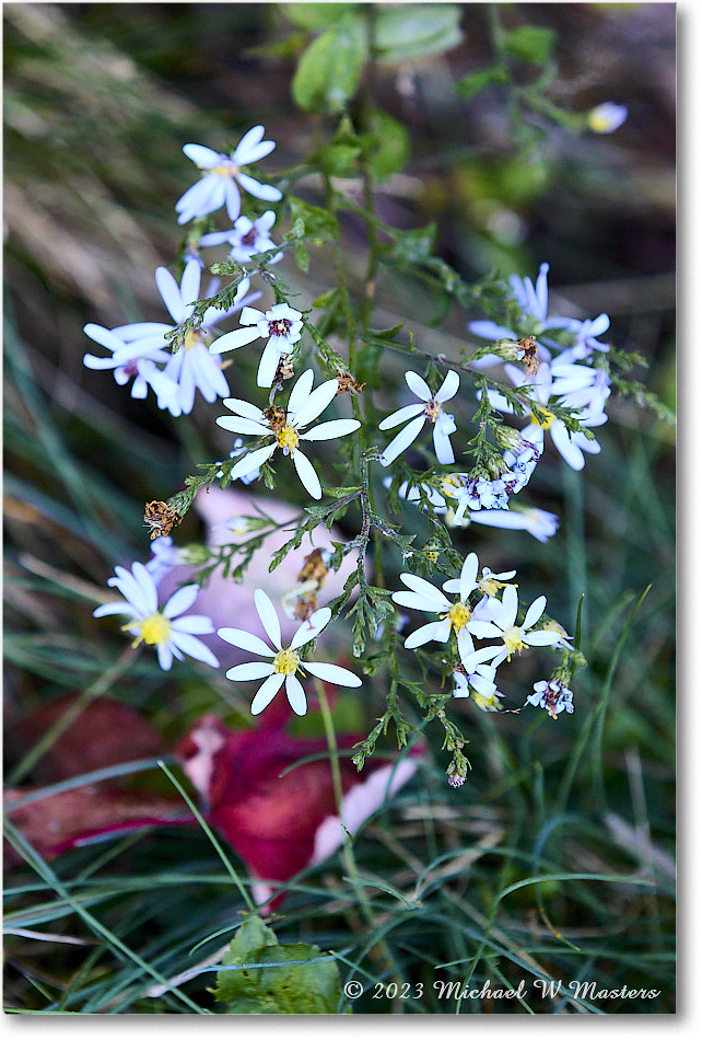 TunnelParkingOverlook_SkylineDrive_2023Oct_5DA03592 copy