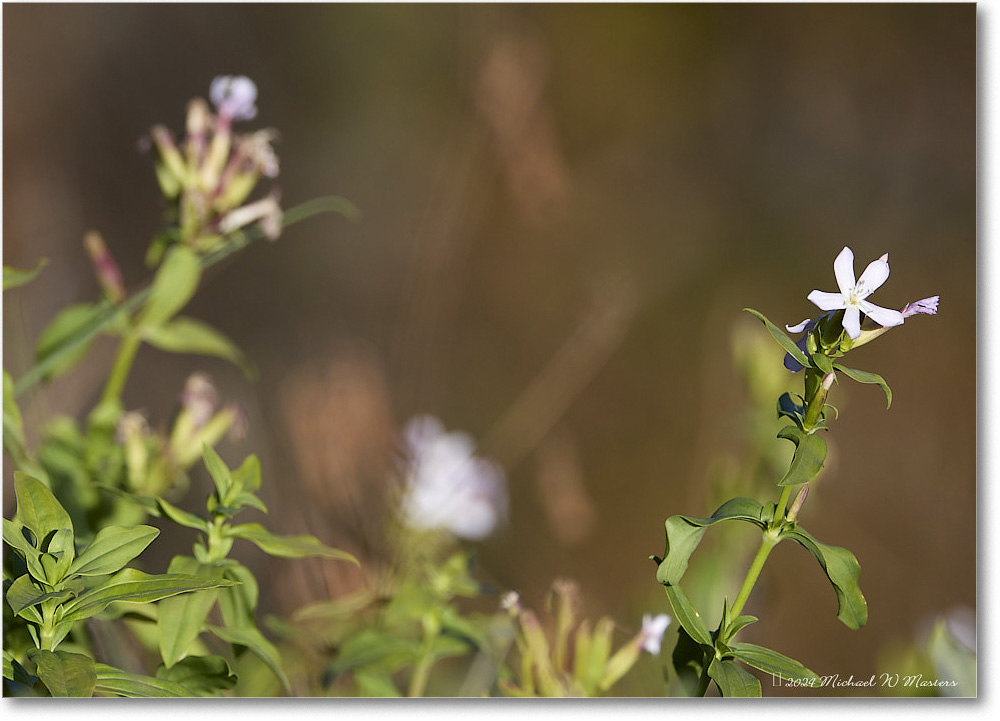 BaconHollowFlower_SkylineDrive_2024Oct_R5C01172