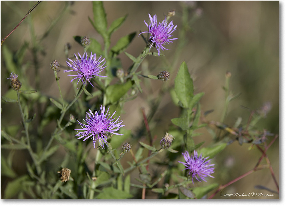 BaconHollowFlower_SkylineDrive_2024Oct_R5C01176