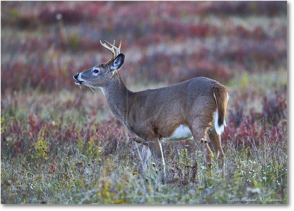 DeerBuck_BigMeadows_2024Oct_R5C01259