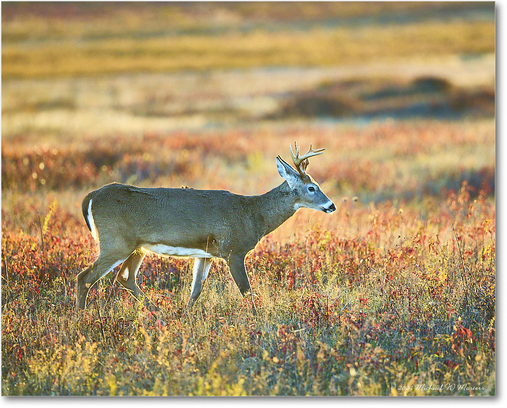 DeerBuck_BigMeadows_2024Oct_R5C01307