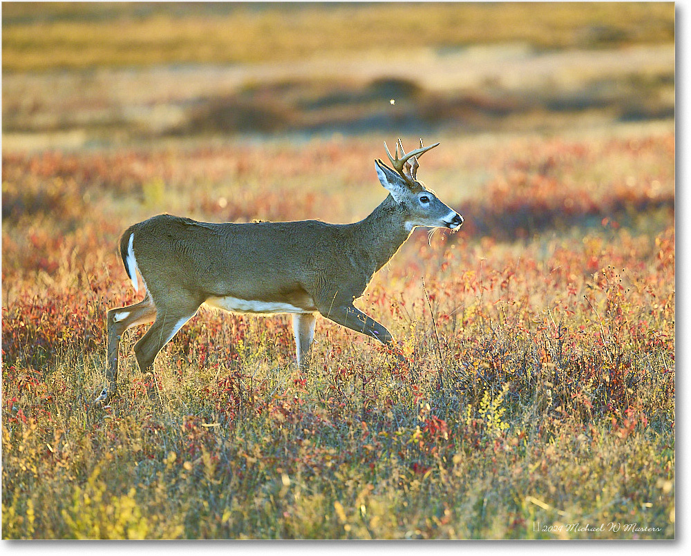 DeerBuck_BigMeadows_2024Oct_R5C01308