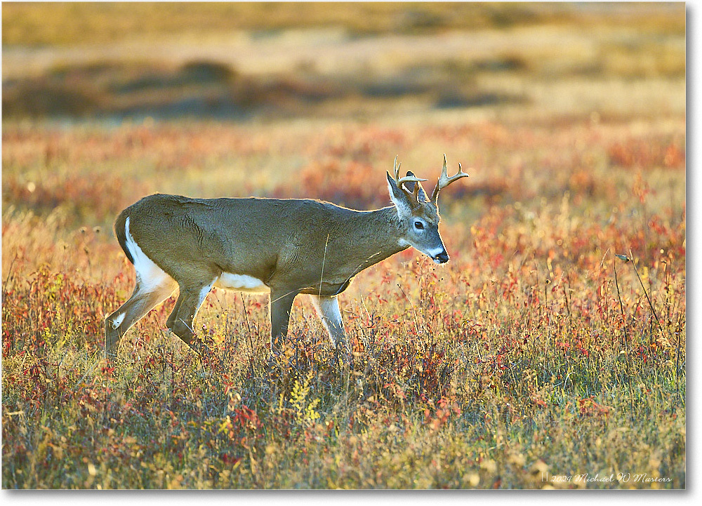 DeerBuck_BigMeadows_2024Oct_R5C01309