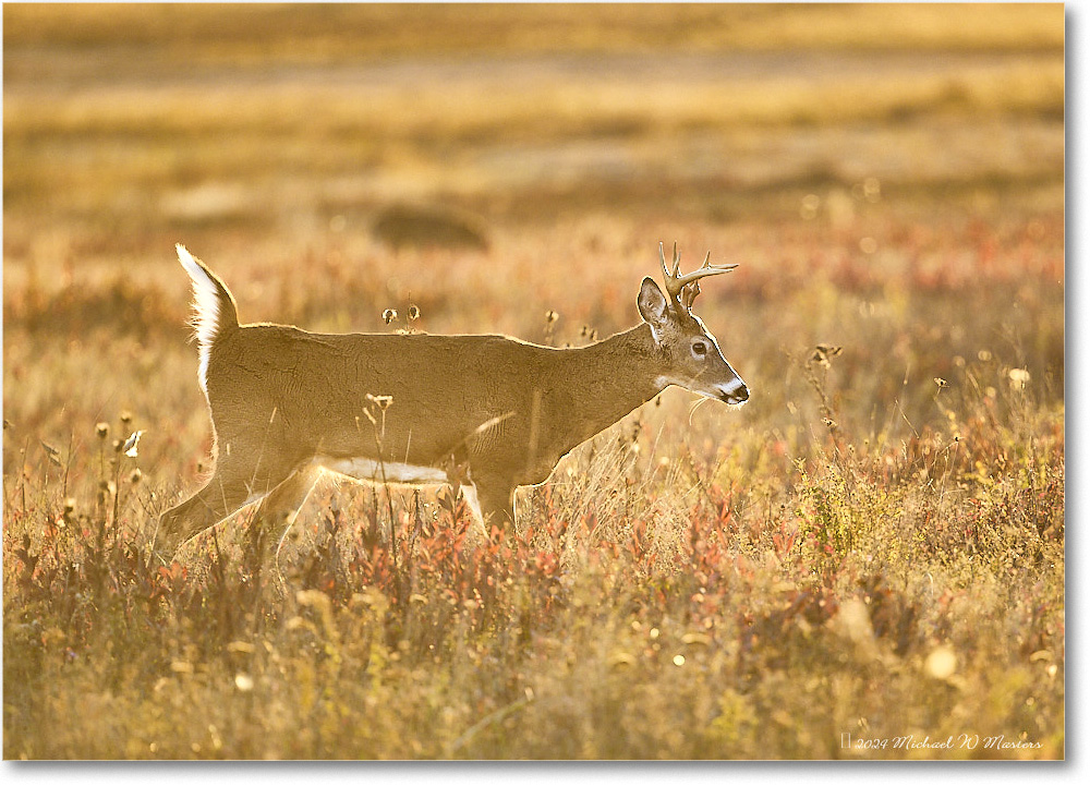 DeerBuck_BigMeadows_2024Oct_R5C01312