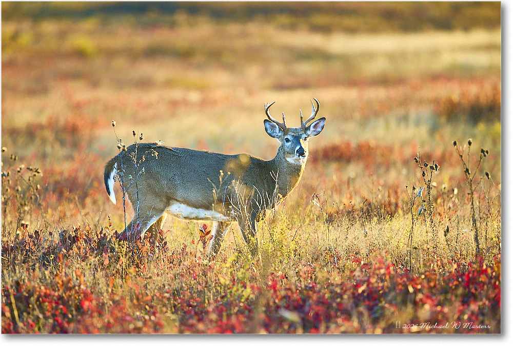 DeerBuck_BigMeadows_2024Oct_R5C01322