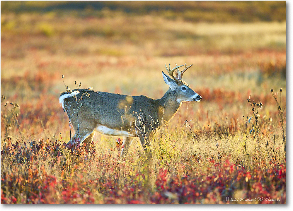 DeerBuck_BigMeadows_2024Oct_R5C01325