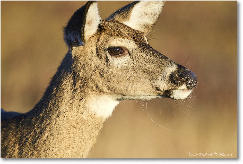 DeerDoe_BigMeadows_2024Oct_R5C01228