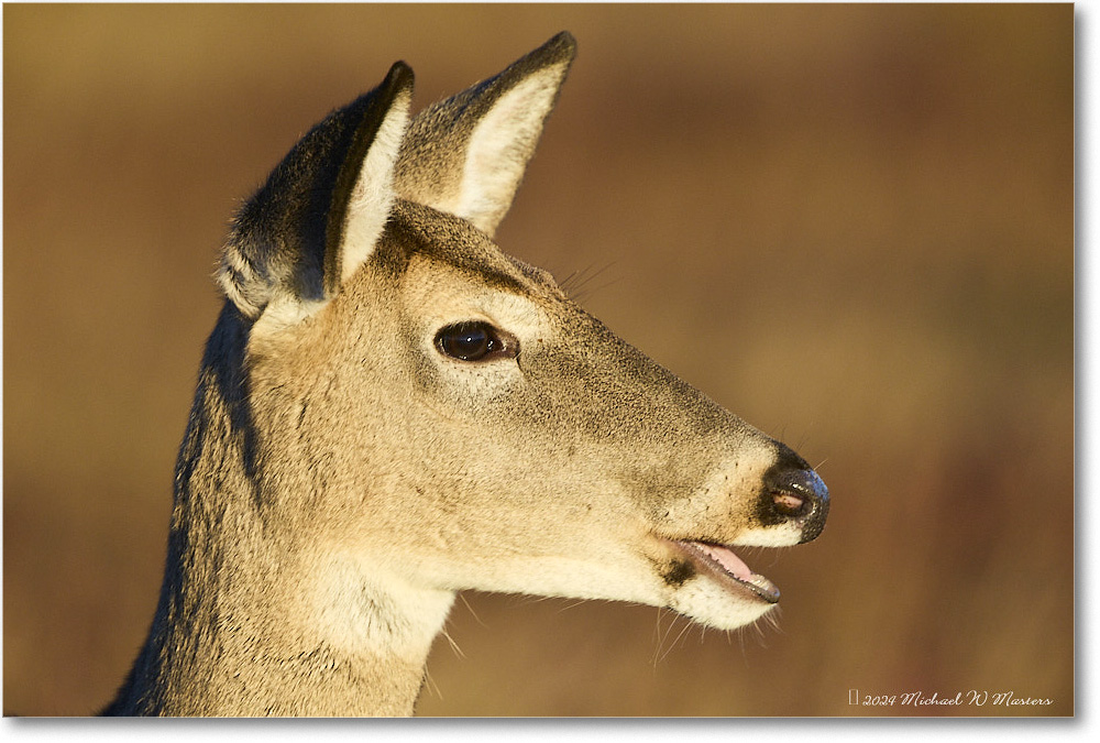 DeerDoe_BigMeadows_2024Oct_R5C01231