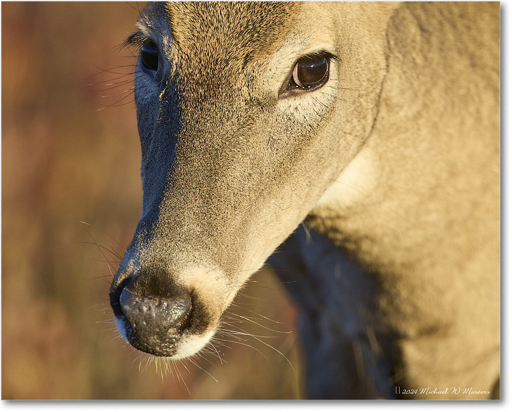 DeerDoe_BigMeadows_2024Oct_R5C01235