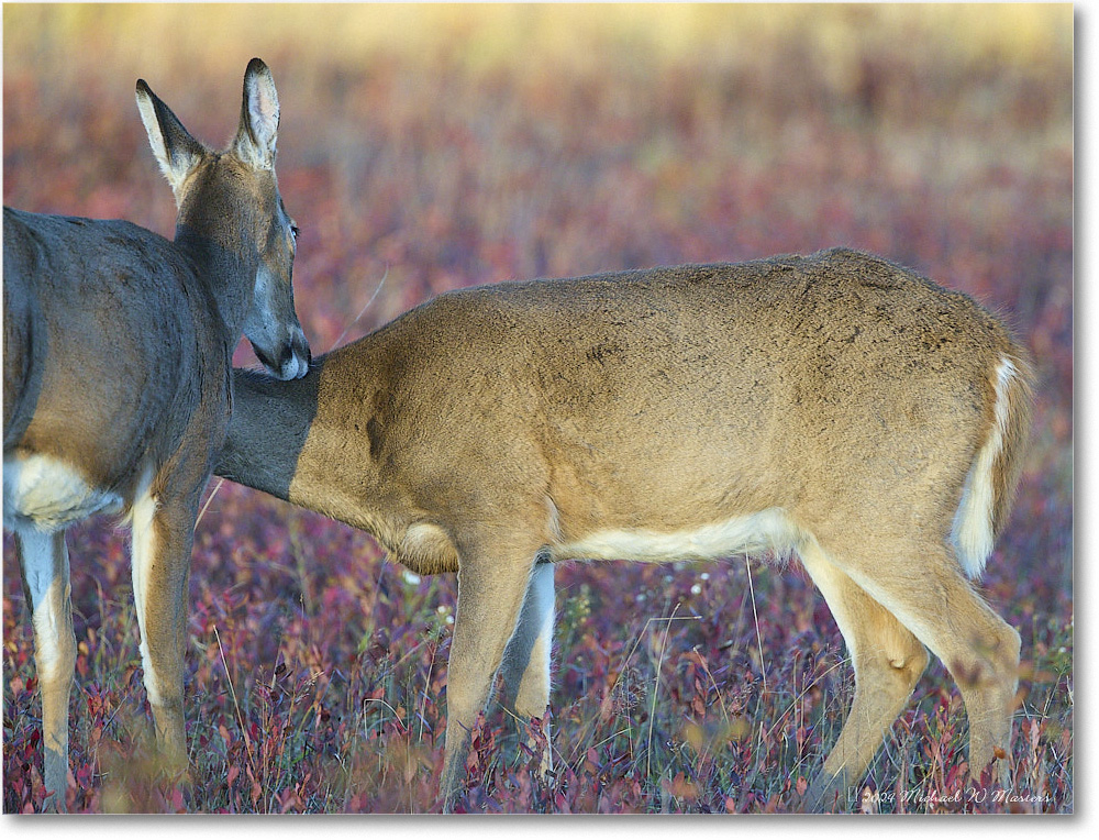 DeerDoe_BigMeadows_2024Oct_R5C01254