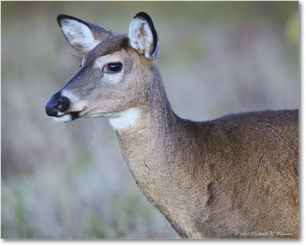 DeerDoe_BigMeadows_2024Oct_R5C01271