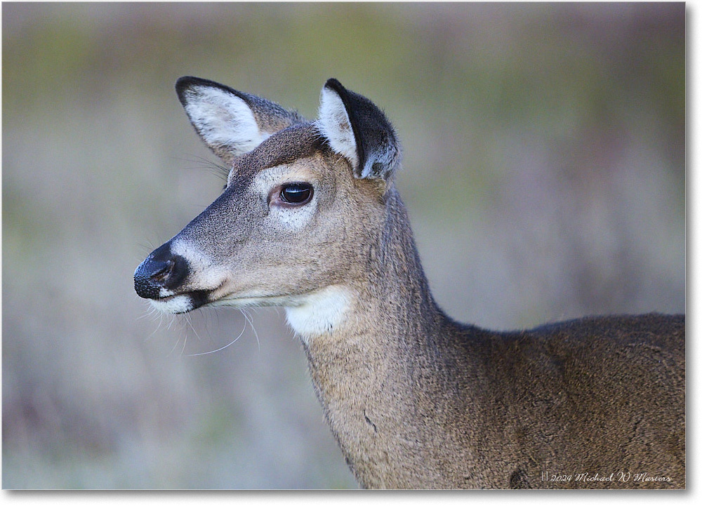 DeerDoe_BigMeadows_2024Oct_R5C01272